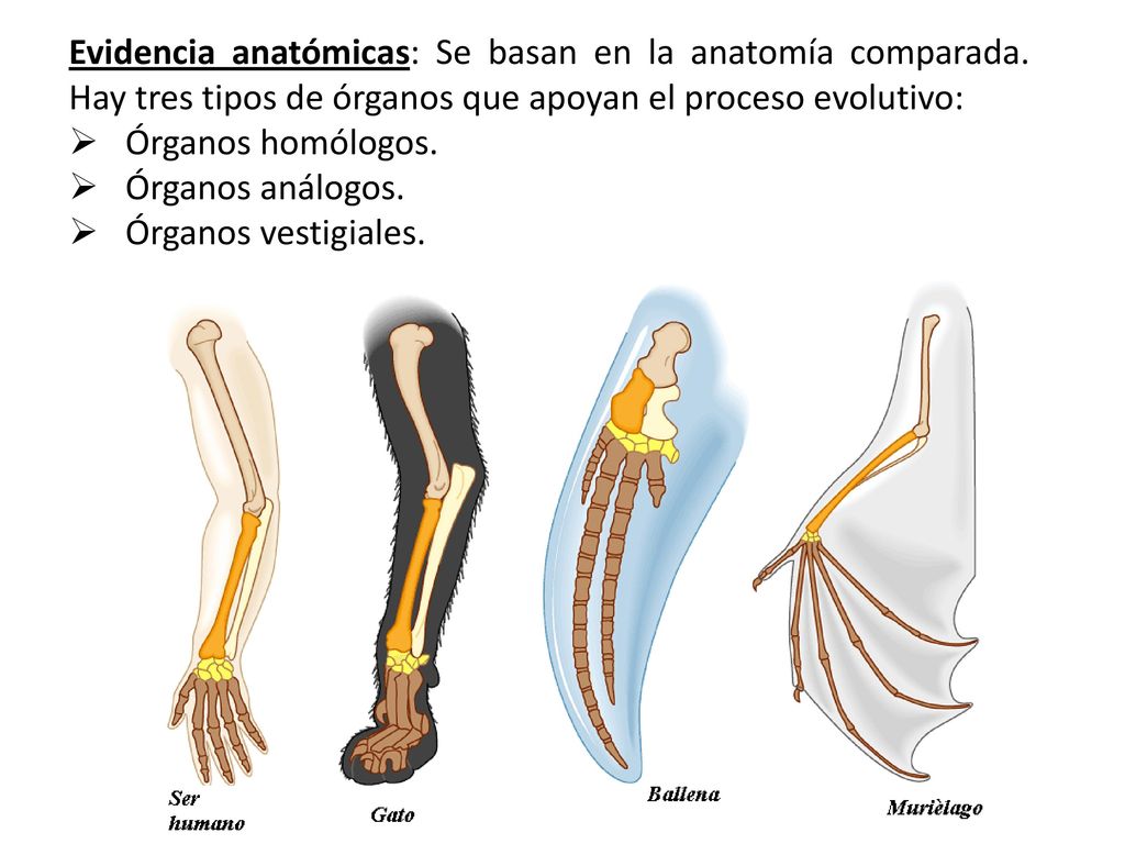 EVIDENCIAS DEL PROCESO EVOLUTIVO EPUB EVIDENCIAS DEL PROCESO EVOLUTIVO EPUB